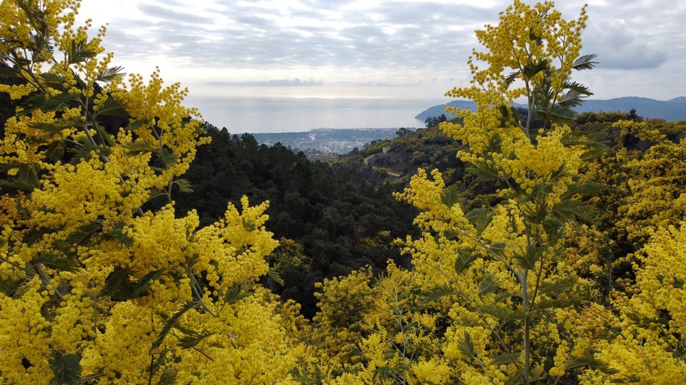 DJI_0396_Snapseed (Large).jpg